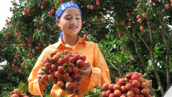 Five local firms to export lychees to Japan