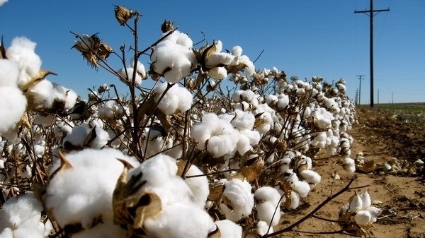 Webinar promotes Brazilian cotton in Viet Nam