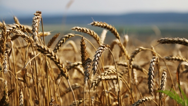 Myanmar dự định tăng mua lúa mì và tham gia hệ thống nhắn tin tài chính của Nga