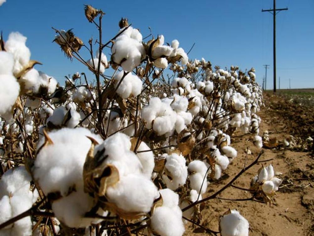 Vietnam Australia’s largest cotton importer: Authority | Business | Vietnam+ (VietnamPlus)