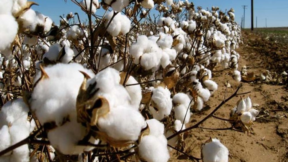 Vietnam is Australia’s largest cotton importer: Austrade