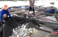 Ha Tinh’s cage fish farmers restore production