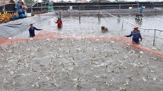 Kien Giang to provide identification codes for shrimp farms