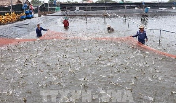 Kien Giang province is currently home to over 134,230ha of brackish water shrimp farming (Source: VNA)