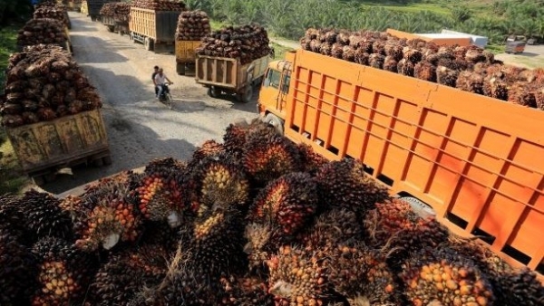 Indonesia temporarily waives palm oil export levy