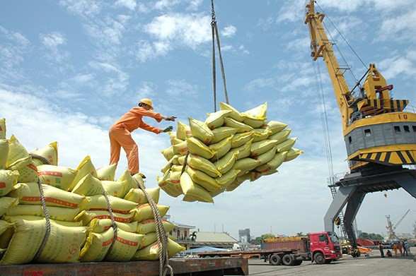 Vietnam’s rice exports jump 20% in seven months. Vietnamese rice elevates its position in the international market by disrupting quality. (Source: Hanoimoi)