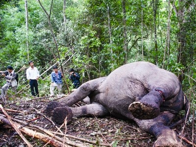 Vietnam strives to conserve elephants