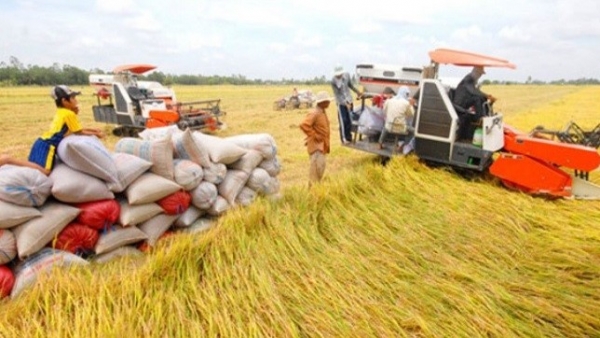 Rice export prices are unlikely to break through
