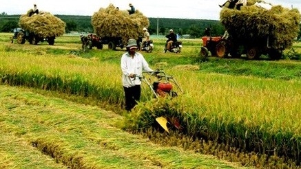 Agricultural restructuring policy contributes to rise in Vietnam’s rice prices: report