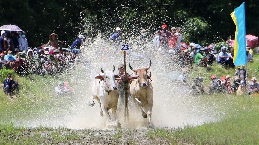 Ox racing festival of the Khmer in An Giang attracts large spectator