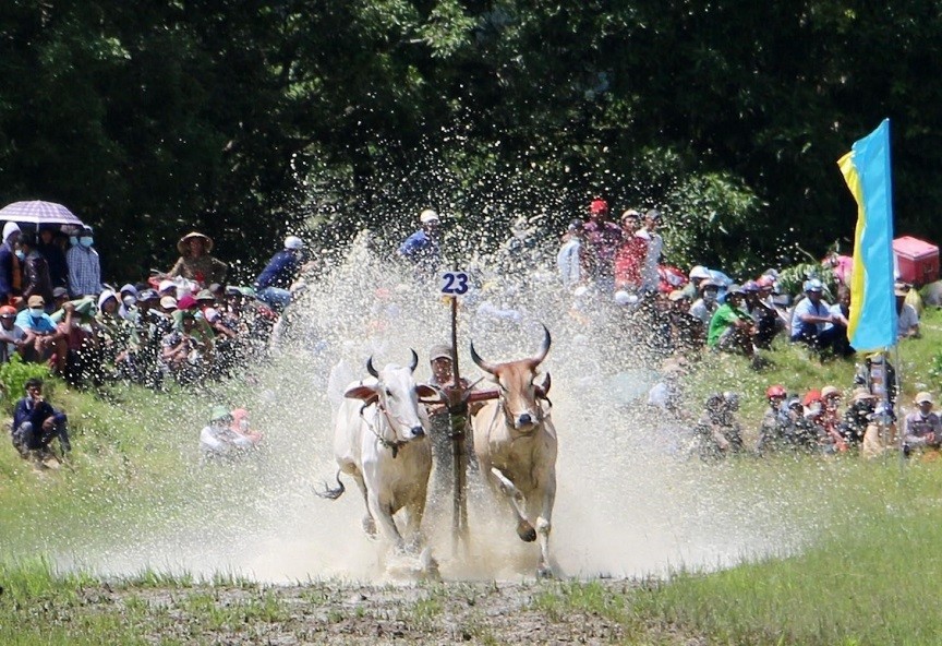 Ox racing festival of the Khmer in An Giang attracts large spectator. (Source: VNA)