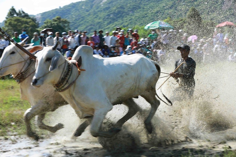 Ox racing festival of the Khmer in An Giang attracts large spectator
