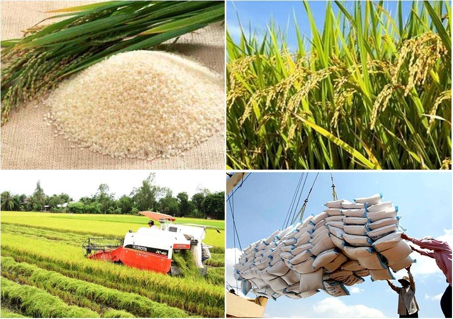 Algeria looks to promote trade, economic cooperation with Vietnam. For rice products, every year Algeria imports 100,000 tons of rice. (Source: baodientuchinhphu)