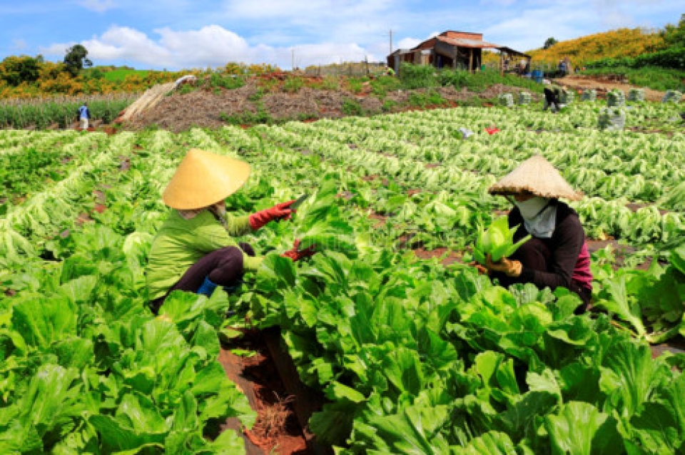 vietnam boasts huge potential for green growth