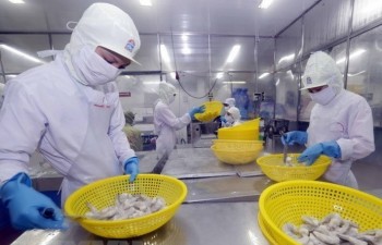 Shrimp exports expected to bring in 4 billion USD in 2019