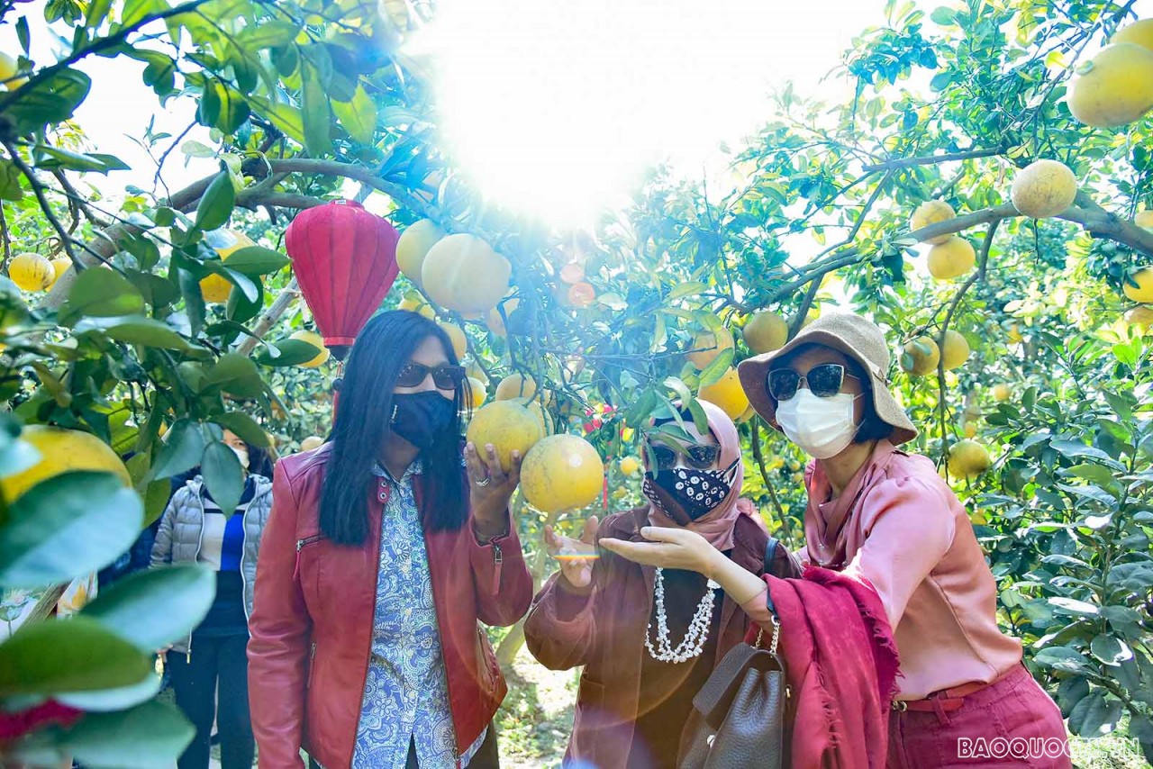 Sujatha Ramachandra (first from left) during a visit to the pomelo garden - an experiential tourism model associated with typical local products in Luc Ngan, Bac Giang.