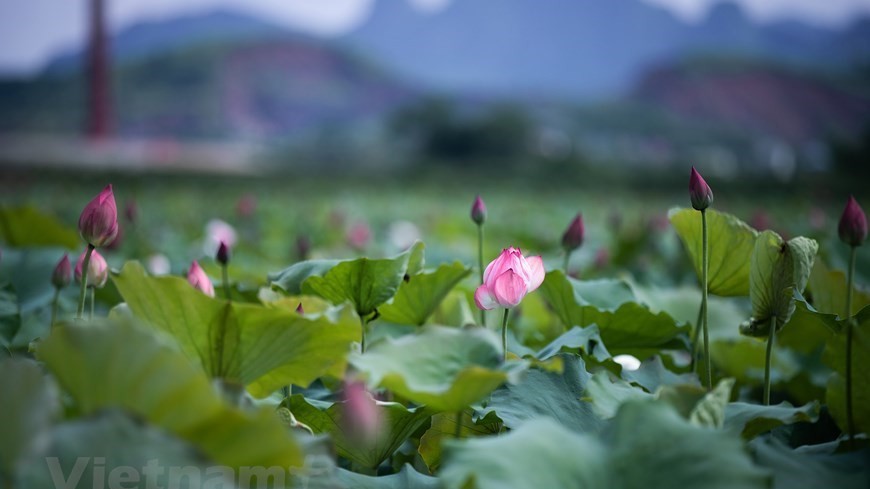 Lost in the charm of lotus valley near Hanoi