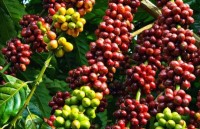 vietnam targets higher coffee quality value