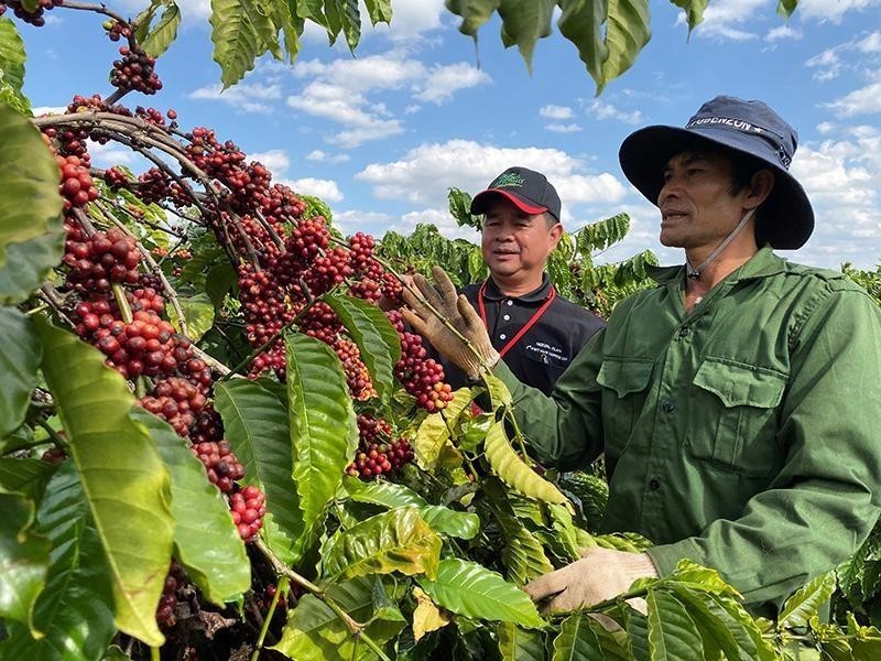 Vietnam has potential to export about 160 million USD of coffee to Sweden.
