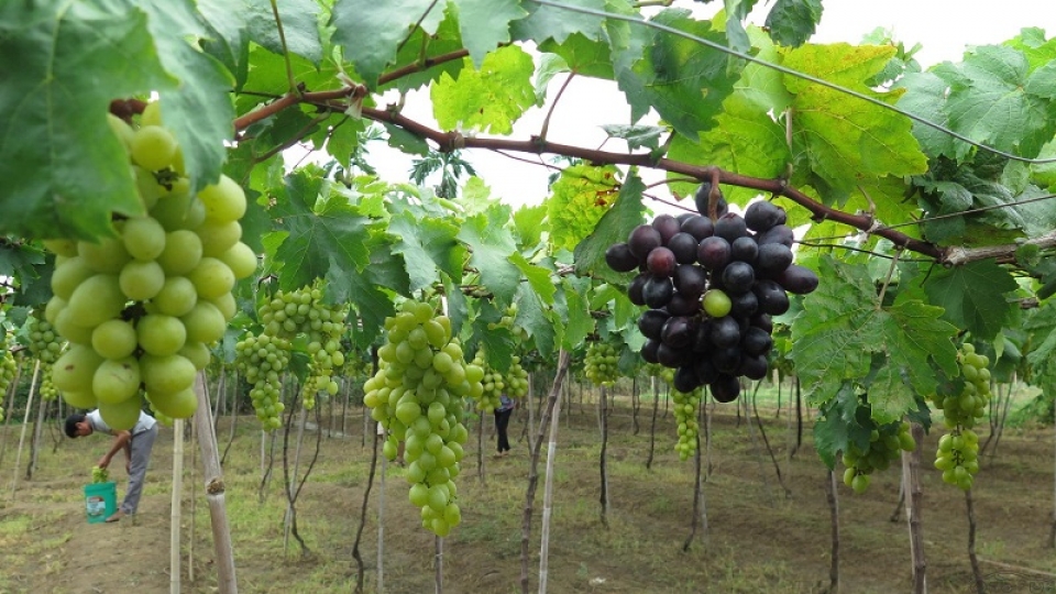 ninh thuan to link grape growing to sustainable practices