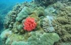 hoi an ancient towns 20 year unesco world heritage site celebration to be held next month