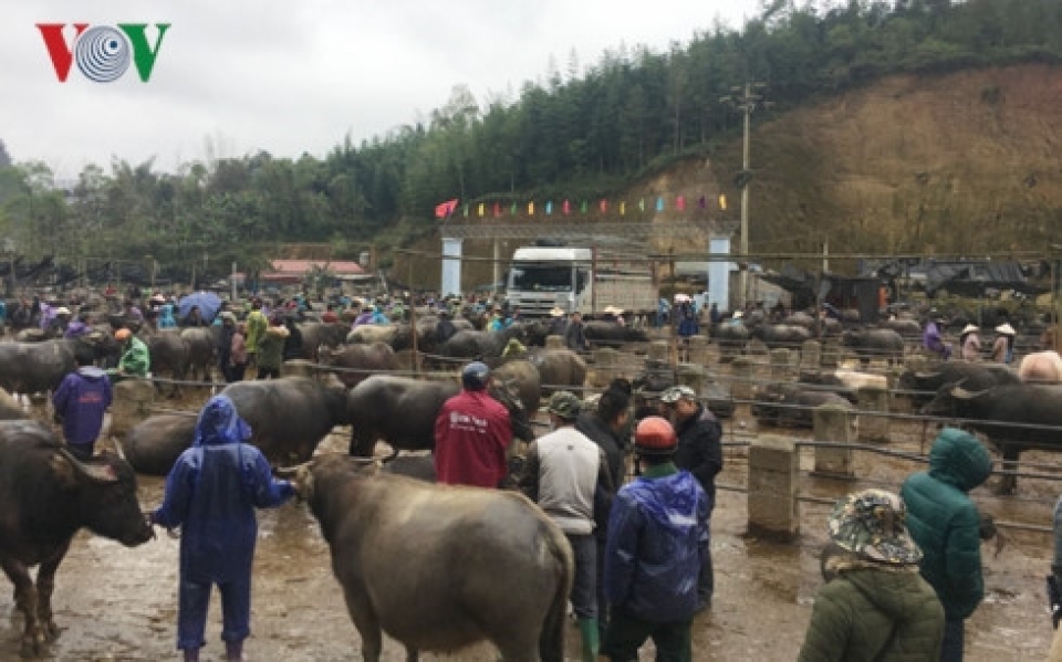 tra linh cattle market the biggest in vietnams northern region
