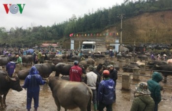 Tra Linh cattle market– the biggest in Vietnam’s northern region