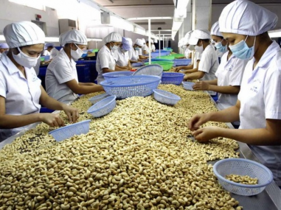 cashew exports in eight months fetch 22 billion usd