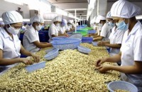 cashew exports surge in first quarter