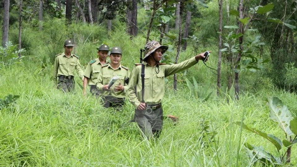 vietnam laos cooperate in forestry law enforcement