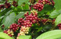 coffee exports earn vietnam 13 million usd in first 4 months
