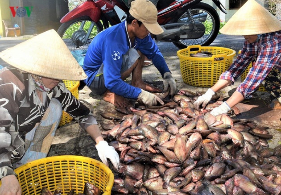 ca maus fishing villages prepare for tet
