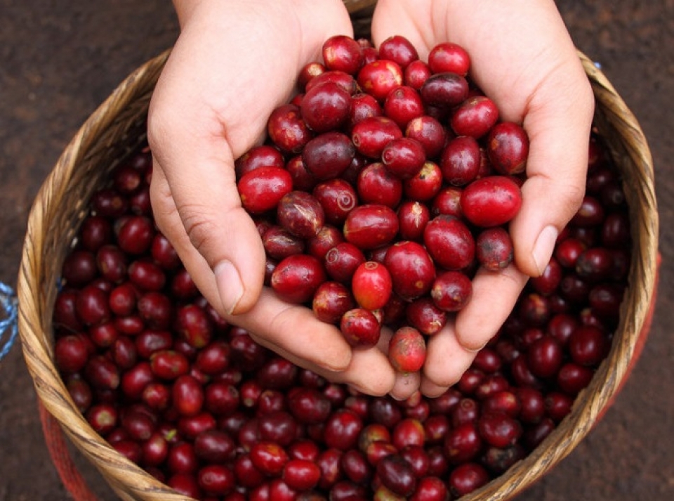vietnam indonesia step up cooperation in coffee sector