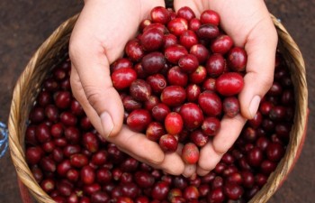 Vietnam, Indonesia step up cooperation in coffee sector