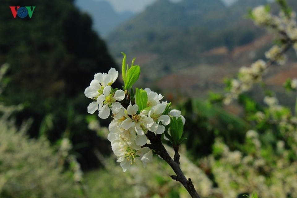 plum blossoms flower in north western region