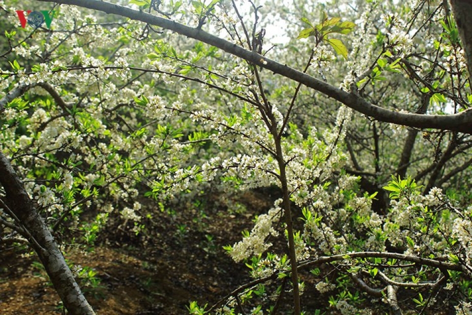 plum blossoms flower in north western region