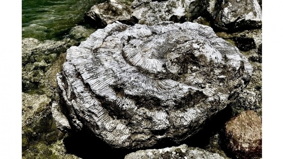 unique five thousand year old fossil reef found in vietnam