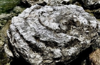 Unique five-thousand year old fossil reef found in Vietnam