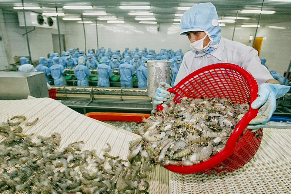vietnam dominates canadas shrimp market