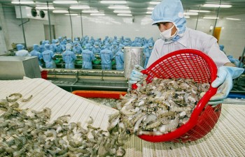 Vietnam dominates Canada’s shrimp market
