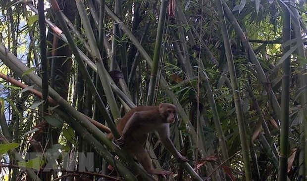 Assam macaque found in Pu Hu Nature Reserve, Thanh Hoa.