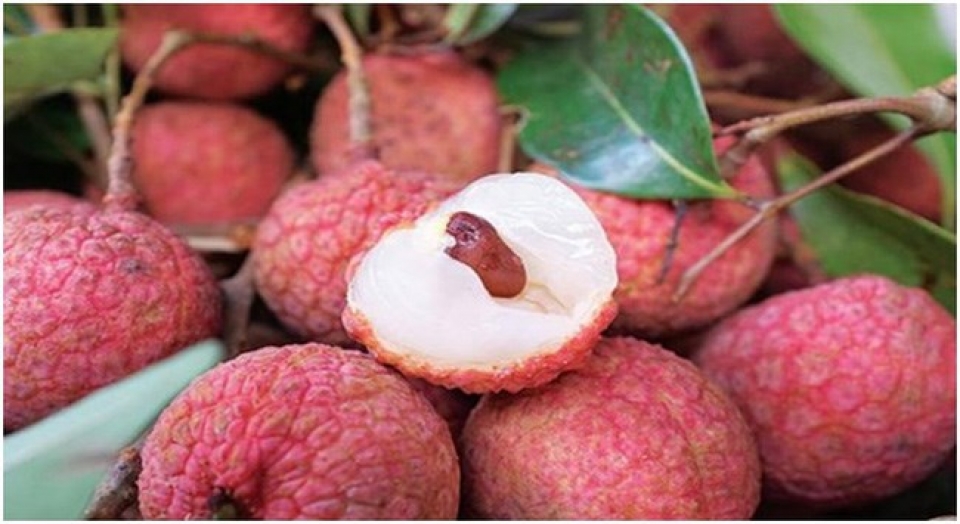 vietnam striving to bolster litchi exports to china