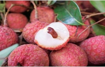 Vietnam striving to bolster litchi exports to China
