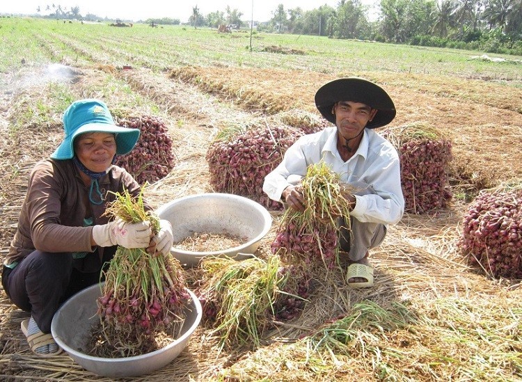 The happiness of Mr. Tang Kim Sai while harvesting his purple onion farm.