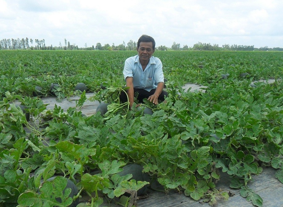 Mr. Danh Sa Nul taking care of his family's watermelon field. (Photo: Phuong Nghi)