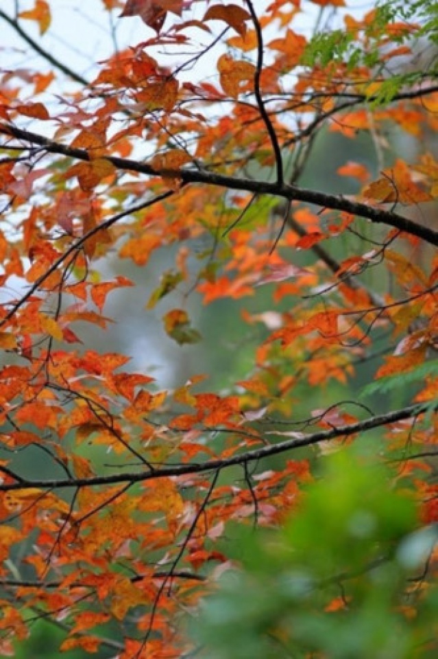 discover the stunning beauty of red maple forests in vietnam