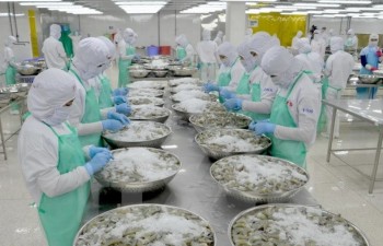 China to become second largest importer of Vietnam shrimp