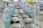 us remains largest importer of vietnam in seven months