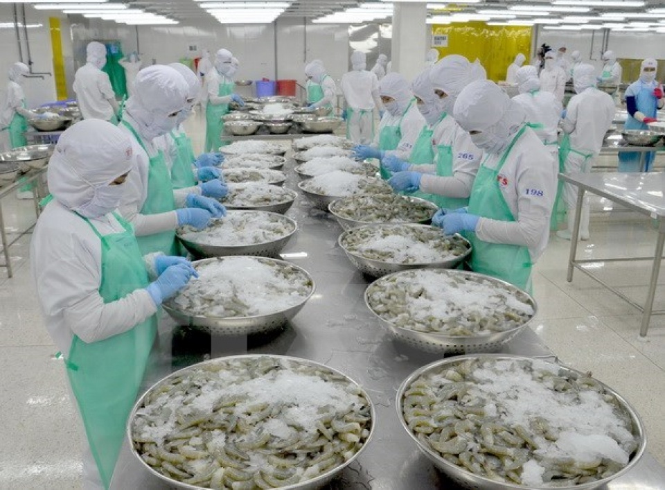 china to become second largest importer of vietnam shrimp