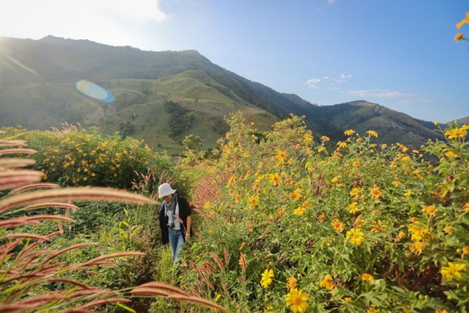 central highlands enlivened by vibrant wild flowers